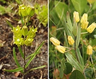 Asclepias pedicellata