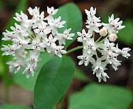 Asclepias quadrifolia