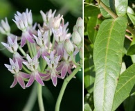 Asclepias rubra