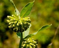 Asclepias viridiflora