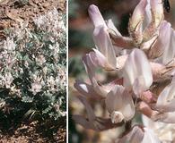 Astragalus andersonii