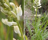 Astragalus arrectus