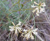 Astragalus asotinensis
