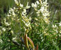 Astragalus atropubescens