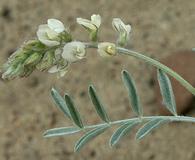 Astragalus caricinus