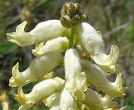 Astragalus collinus