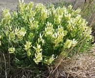 Astragalus grayi
