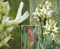 Astragalus hoodianus