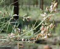 Astragalus inversus