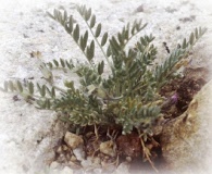 Astragalus molybdenus