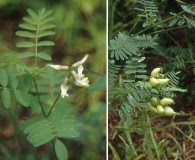 Astragalus neglectus