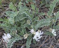Astragalus parryi