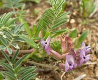 Astragalus plattensis