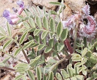 Astragalus pubentissimus