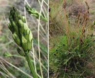 Astragalus riparius