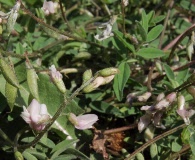 Astragalus robbinsii