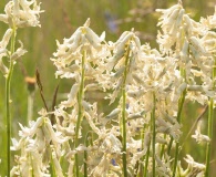 Astragalus sheldonii