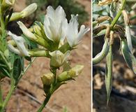Astragalus sinuatus