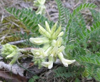 Astragalus tennesseensis