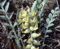 Astragalus tyghensis