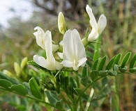 Astragalus vallaris