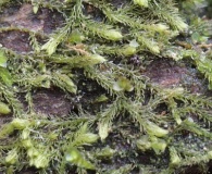 Blepharostoma trichophyllum