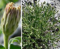 Brickellia oblongifolia