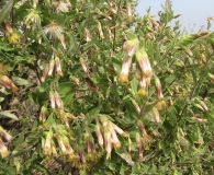 Brickellia secundiflora
