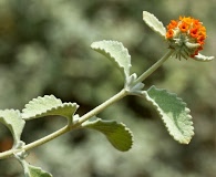 Buddleja marrubiifolia