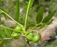 Bursera lancifolia