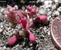 Calyptridium roseum
