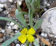 Camissoniopsis pallida