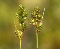 Carex adusta