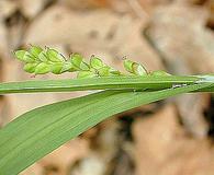 Carex albursina