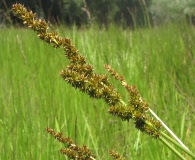 Carex alma