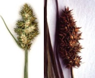 Carex alopecoidea