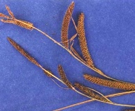 Carex angustata