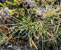 Carex anthoxanthea