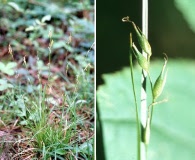 Carex assiniboinensis