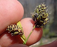 Carex atrosquama