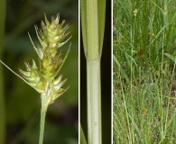 Carex austrina