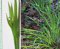 Carex backii