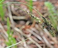 Carex bella