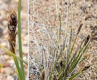 Carex borealipolaris