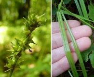 Carex cephaloidea