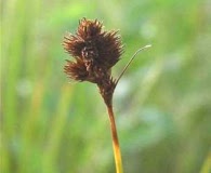 Carex crawfordii
