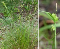 Carex elliottii