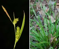 Carex gholsonii