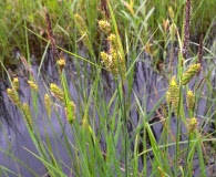 Carex haydenii