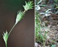 Carex hyalina